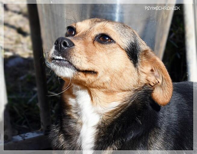 Pszczółka - malutka, ciekawska sunia ma nadzieję na lepsze j