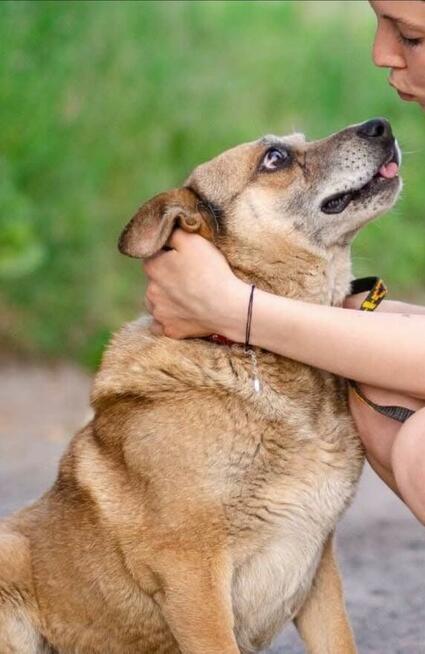 Tores - przekochany, niekonfliktowy psiak do adopcji