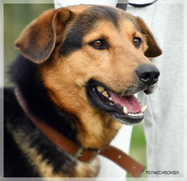 Misio vel Kumpel – dobry, najlepszy, skrzywdzony pies