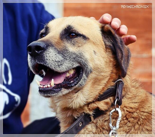 Benek – poczciwy pies, do którego los nie chce się uśmiechnąć