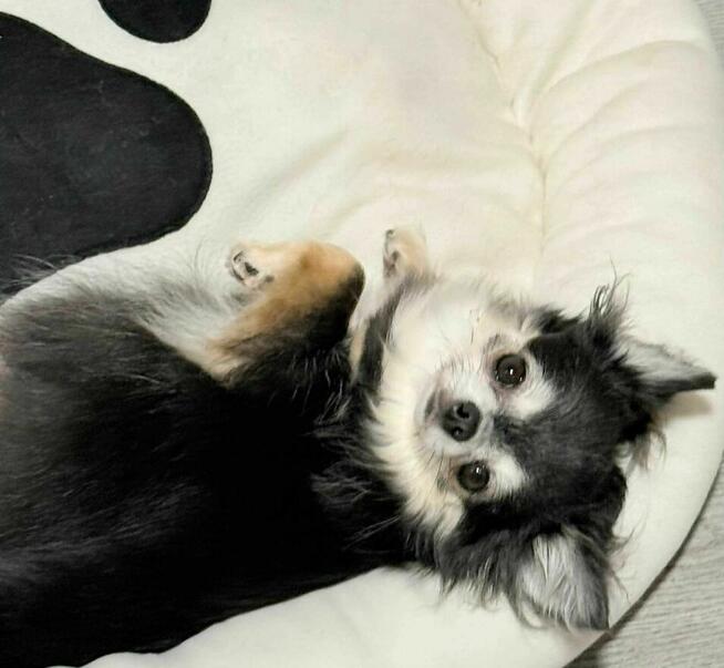 Maleńki słodki WAFELEK - chihuahua długowłosy FCI ZKwP