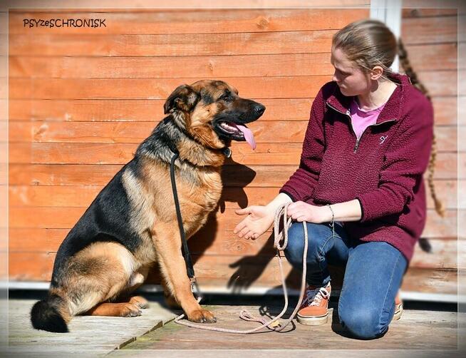 Rupert - wspaniały psiak w typie owczarka czeka na Twój dom