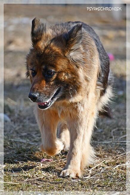 Kulka - czy spełnisz jej marzenie o własnym kącie?