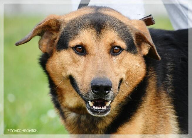 Misio vel Kumpel – dobry, najlepszy, skrzywdzony pies