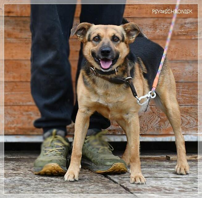 Rapik – domu nie znalazł, ale nie stracił pogody ducha