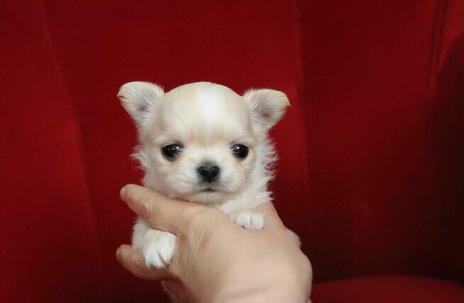 Maleńki słodki WAFELEK - chihuahua długowłosy FCI ZKwP