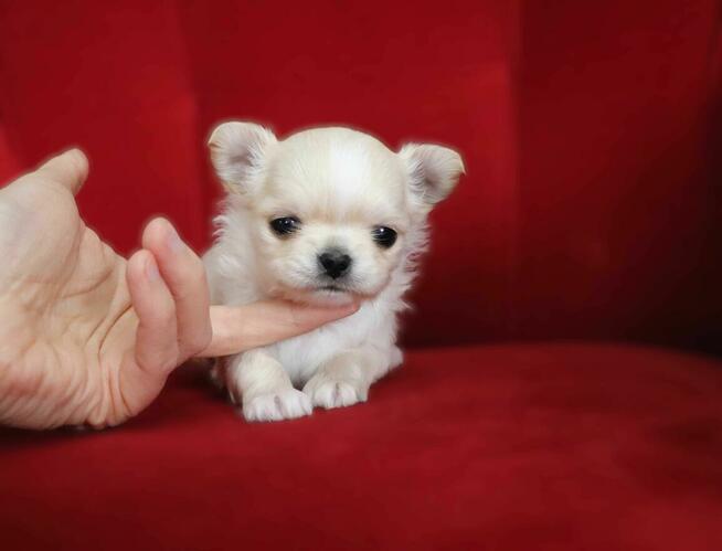 Maleńki słodki WAFELEK - chihuahua długowłosy FCI ZKwP