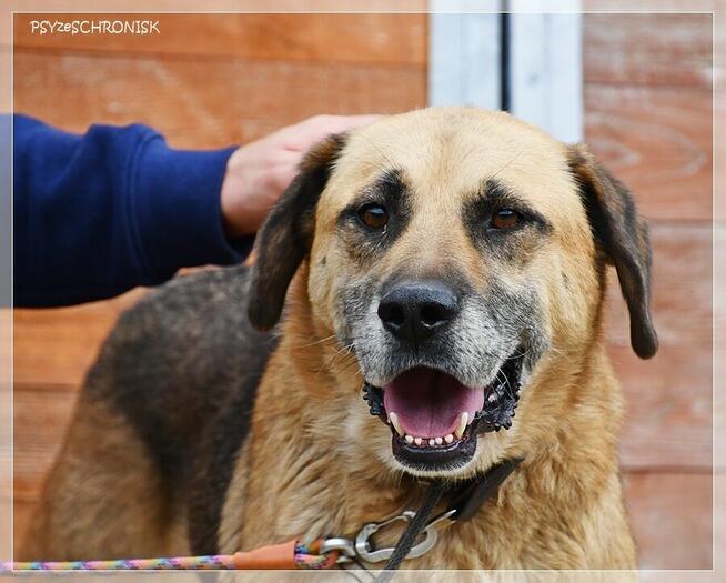 Benek – poczciwy pies, do którego los nie chce się uśmiechnąć
