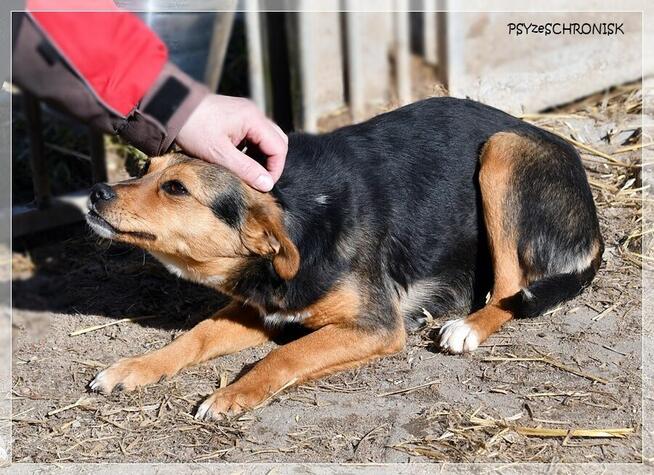 Pszczółka - malutka, ciekawska sunia ma nadzieję na lepsze j