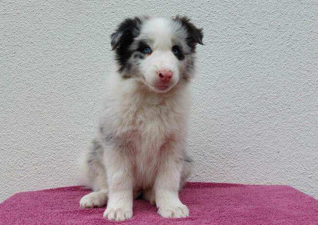 Rasowy pies bluemerle Border Collie z pełną dok. przebadani