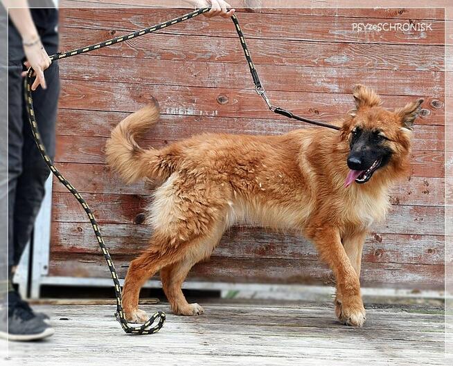 Taco – wspaniały, kochający ludzi psiak