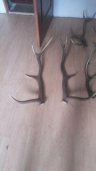 Poroża, zrzuty, wieniec