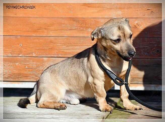 Juno - malutki słodziak potrzebuje Twojej miłości