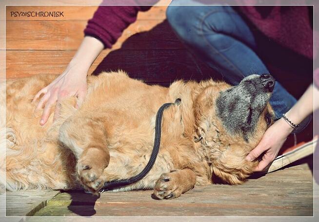 Władzio - poczciwy psiak chciałby zostać Twoim przyjacielem