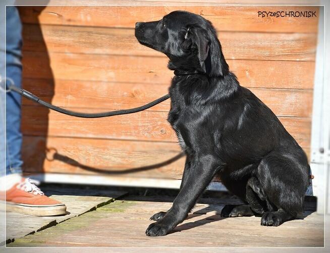 Amelka - dzielny szczeniaczek spragniony Twojej bliskości