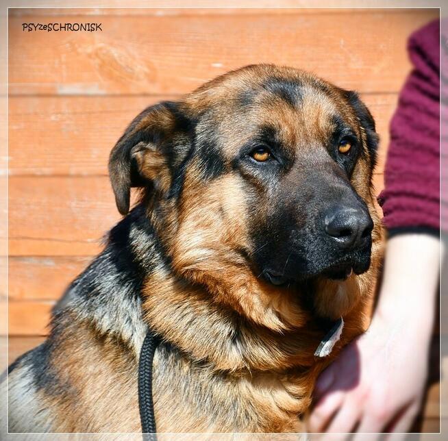 Rupert - wspaniały psiak w typie owczarka czeka na Twój dom