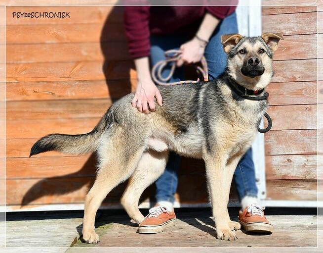 Alan - ufny przytulas czeka na Twoją miłość