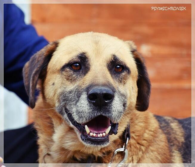 Benek – poczciwy pies, do którego los nie chce się uśmiechnąć