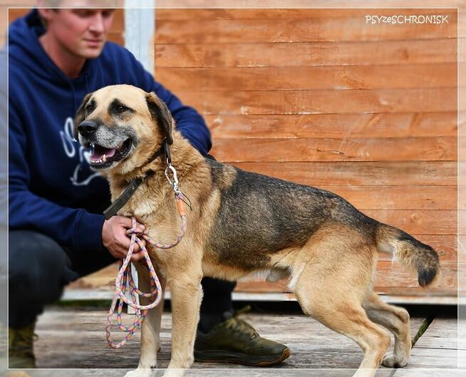 Benek – poczciwy pies, do którego los nie chce się uśmiechnąć