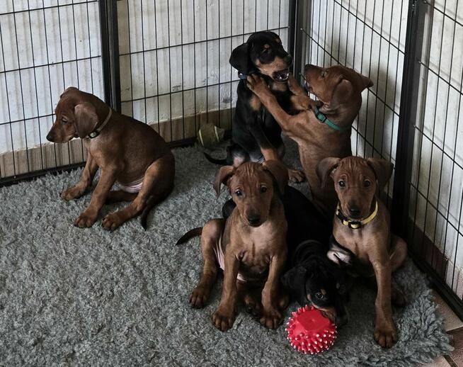 Pinczer średni - szczenięta rodowodowe ZKwP/ FCI