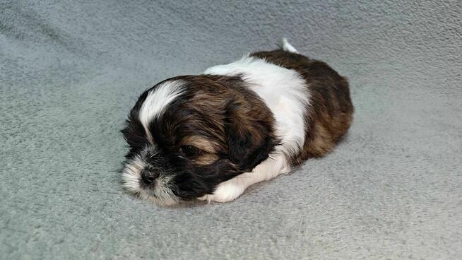Szczeniaczek shih tzu