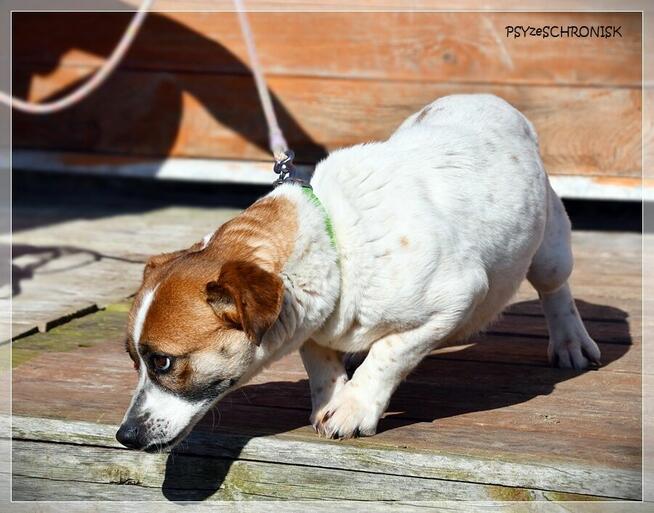 Blusia - mały piesek o ogromnym sercu