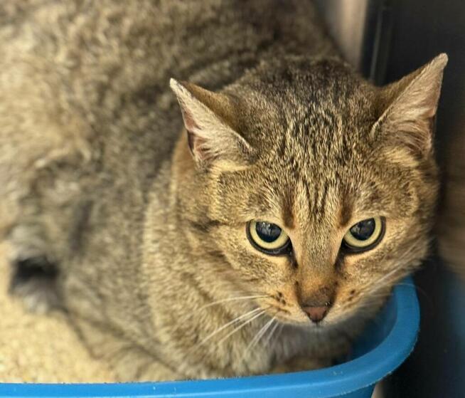 Kotka Mini szuka domu -schronisko Zgierz -aktualne