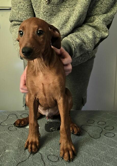 Pinczer średni - szczenięta rodowodowe ZKwP/ FCI