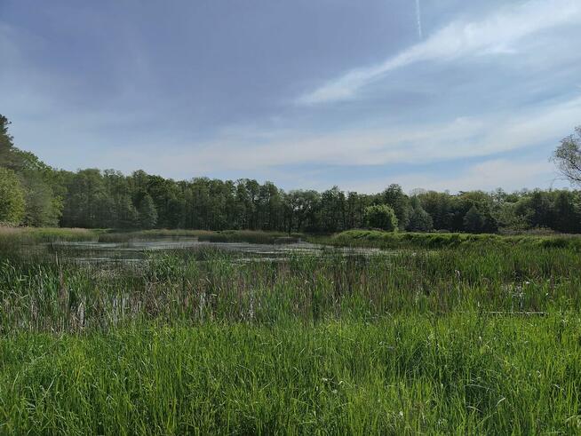 Stawy rybne 12 ha – inwestycja, hodowla ryb |Opolskie