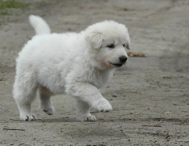 Biały Owczarek Szwajcarski