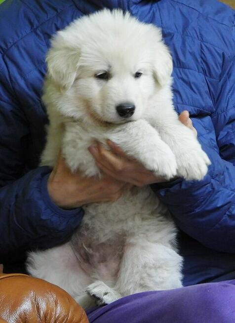 Biały Owczarek Szwajcarski