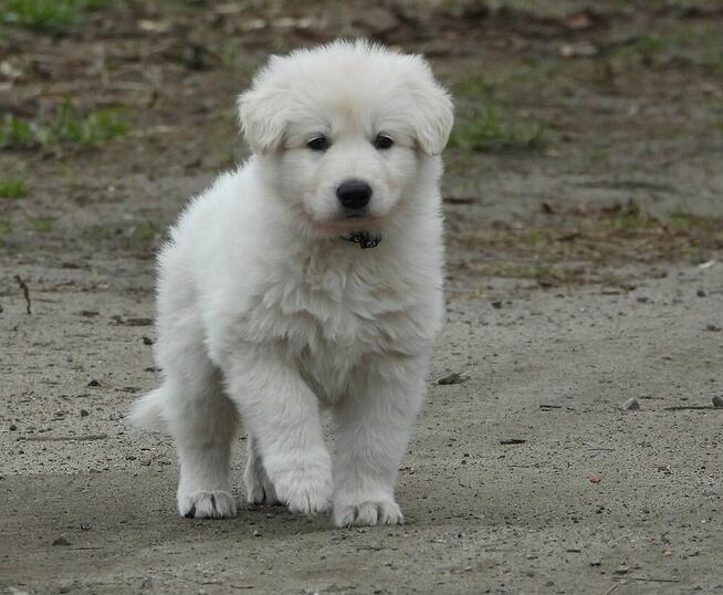 Biały Owczarek Szwajcarski
