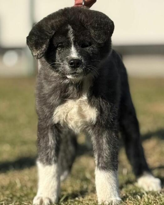 Akita inu Fci dziewczynka