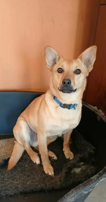 Lira 2,5 letnia wyjątkowa sunia czeka na adopcję Wioleytta M