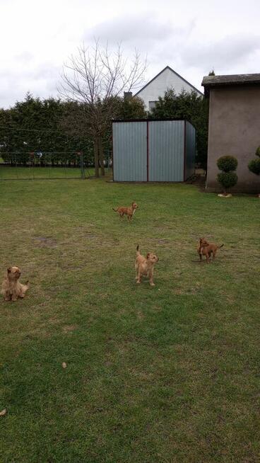 do wydania pies półroczny