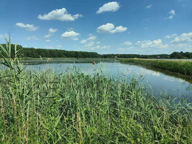 Stawy rybne 12 ha – inwestycja, hodowla ryb |Opolskie