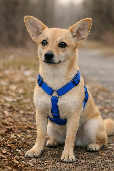 Lira 2,5 letnia wyjątkowa sunia czeka na adopcję Wioleytta M