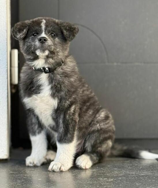 Akita inu Fci dziewczynka