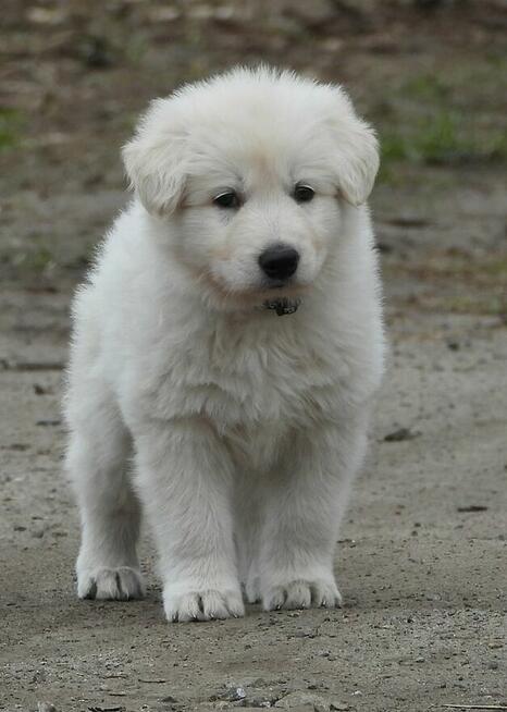 Biały Owczarek Szwajcarski