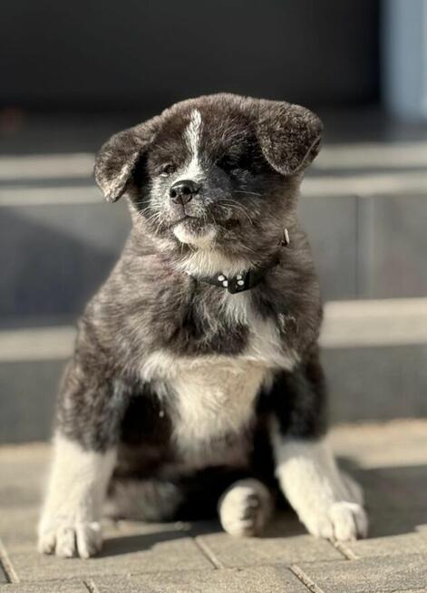 Akita inu Fci dziewczynka