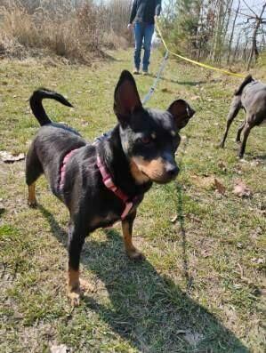 Mała ZUZIA czeka na dom