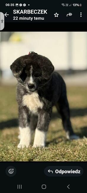 Akita inu Fci dziewczynka