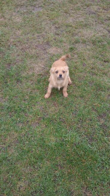 do wydania pies półroczny