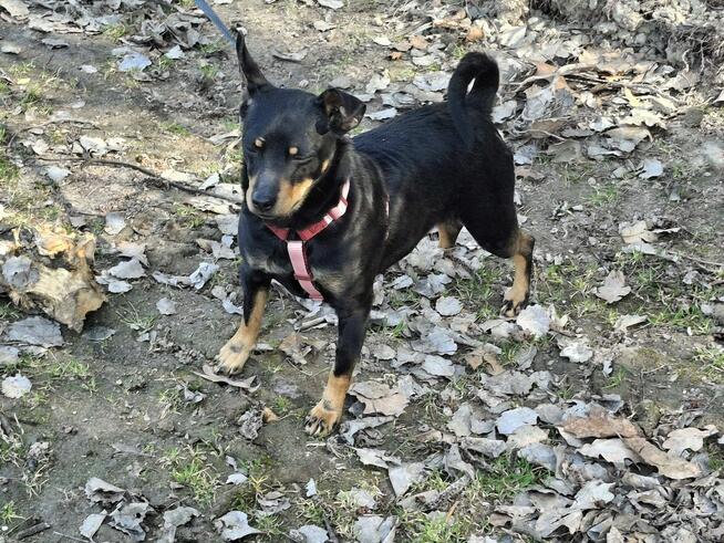 Mała ZUZIA czeka na dom