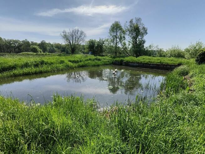 Stawy rybne 12 ha – inwestycja, hodowla ryb |Opolskie