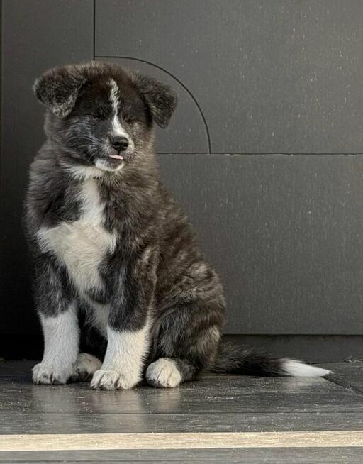 Akita inu Fci dziewczynka