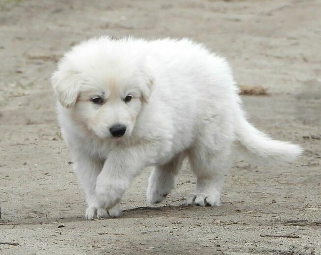 Biały Owczarek Szwajcarski