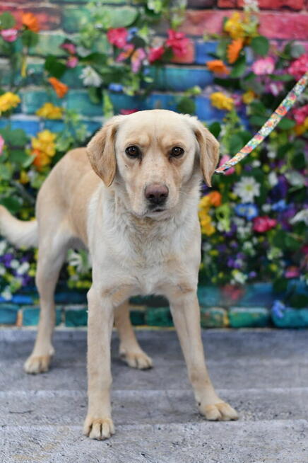 Radosny Rubi szuka rodzinki do pokochania!