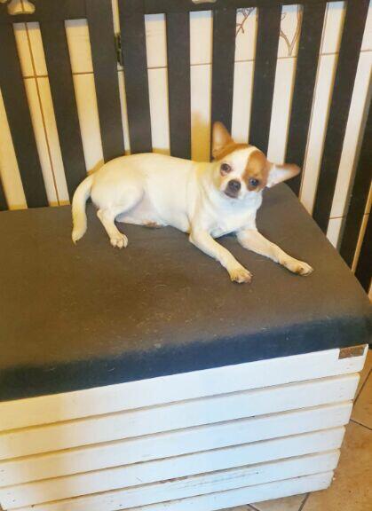 Chihuahua odchowana biała suczka