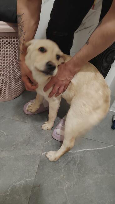 Sprzedam labladora suczka retriever biszkoptowa